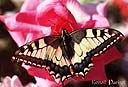 040papillon sur rose.jpg